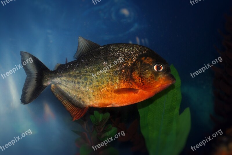 Piranha Red Bellied Fish Tropical Tank