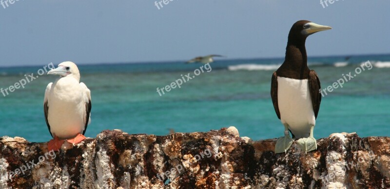 Booby Red Footed Brown Perched Sitting