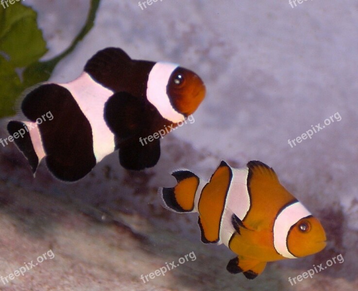 Clownfish Anemonefish Black Orange Fish