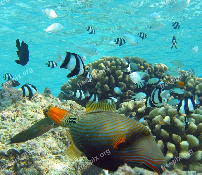 Orange-lined Triggerfish Coral Reef Fish Wildlife Tropical