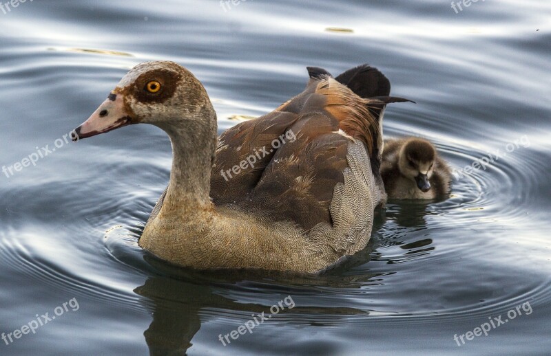 Duck Feather Bird Animal Wildlife