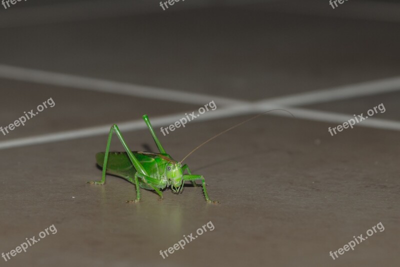 Grasshopper Animal Insect Macro Migratory Locust