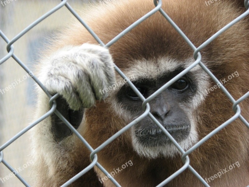 Lemur Monkey Nature Mammal Primate