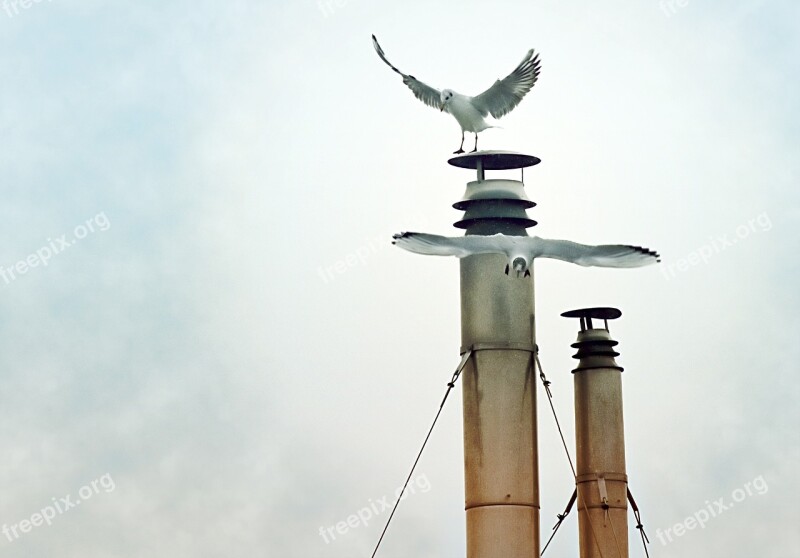 Seagull Animal Bird Gull Laridae