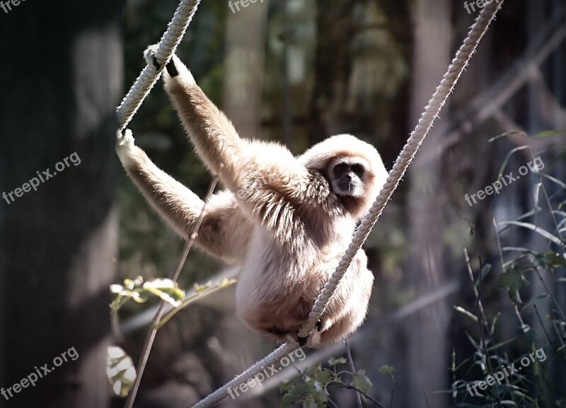 White-handed Gibbon Monkey Gibbon Animal Hylobates Lar