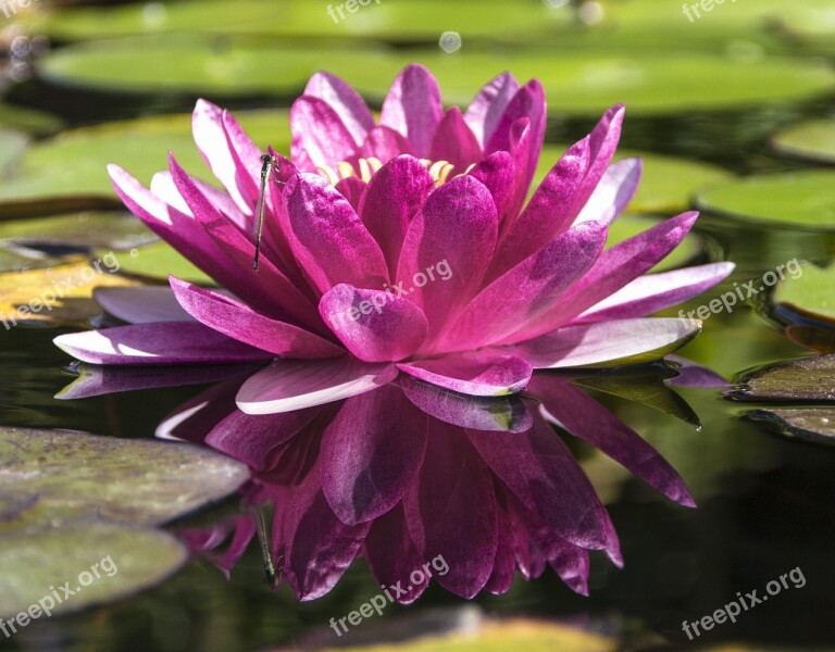 Water Lily Pond Water Plant Lotus Flower