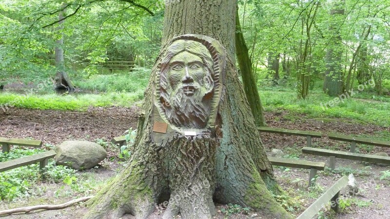 Face Tree Face Nature Landscape Tree