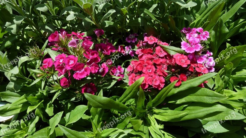 Bart Cloves Carnation Of Monastery Of Flower Summer Sun