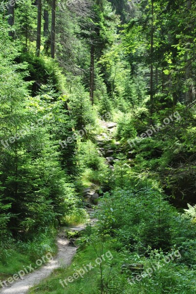 Forest The Path Tree Green Nature