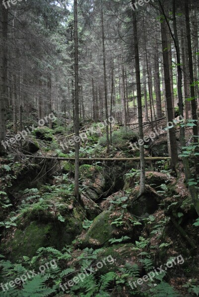 Forest View Tree Landscape Mountains