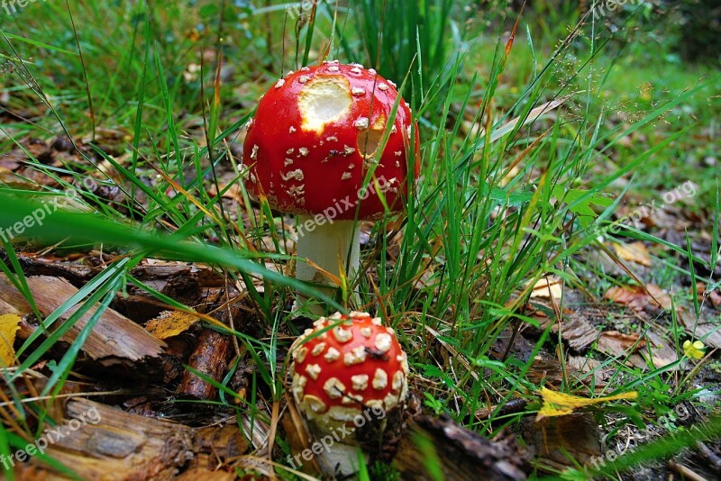 Toadstool Red Toxic Macro Grass