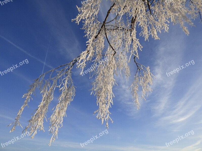 Ripe Frozen Branches Tree Blue