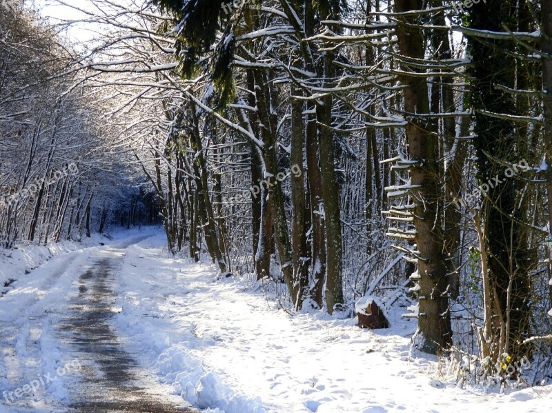 Snow Landscape Winter Landscape Forest Path Snow Snowy