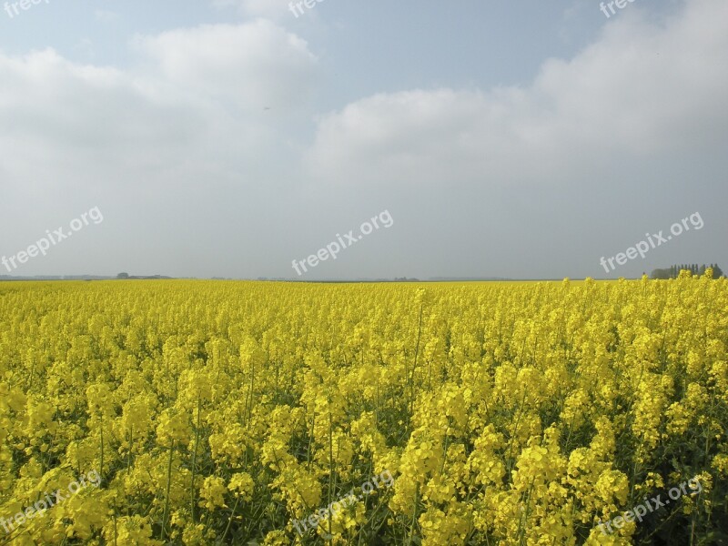 Rapeseed Field Nature Groningen Free Photos