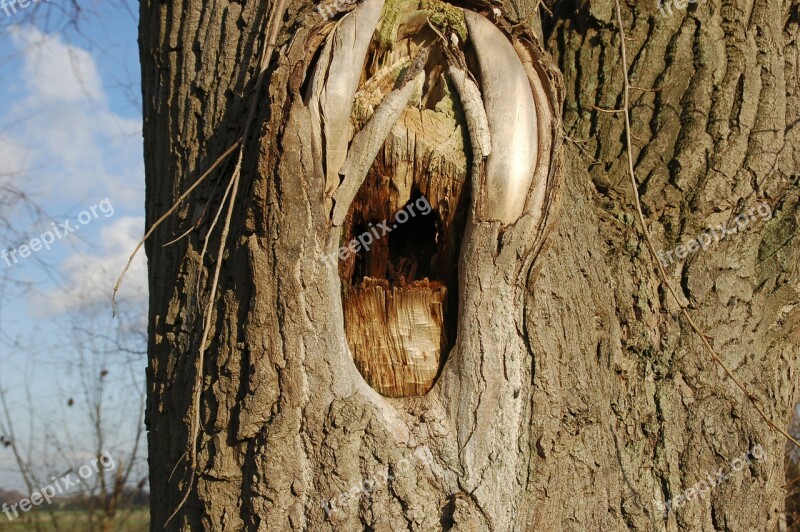 Tree Trunk Bark Tree Tree Bark Damage