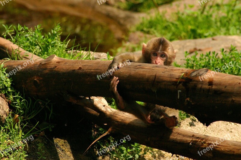 Japanmakake Baby Monkey Makake Monkey Baby Animal