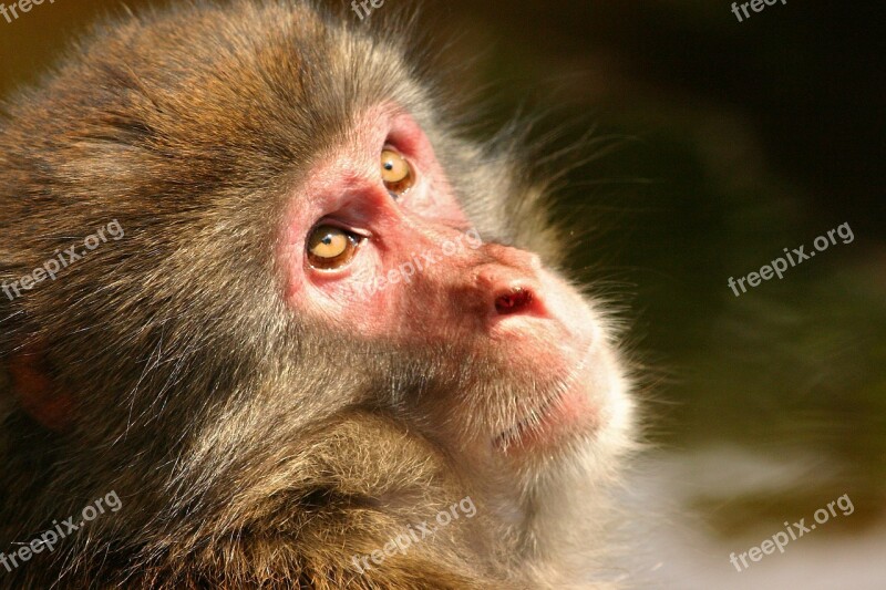 Japanmakake Monkey Makake Animal Schneeaffe