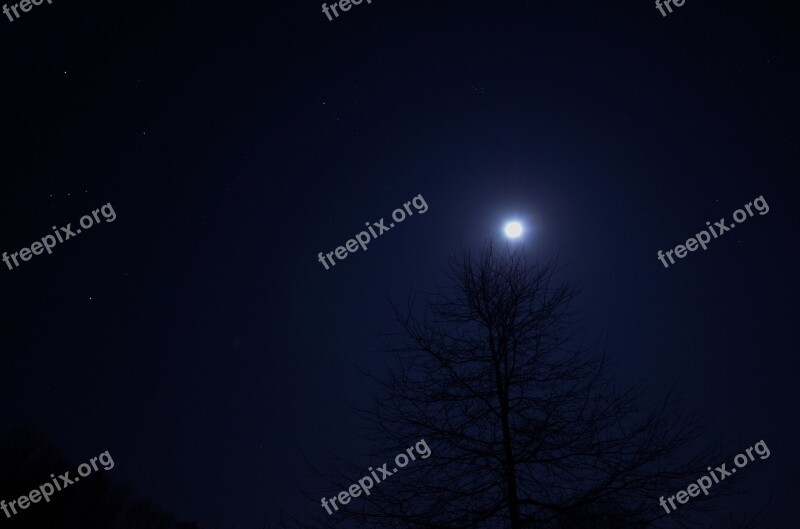 Night Tree Sky Moon Dark