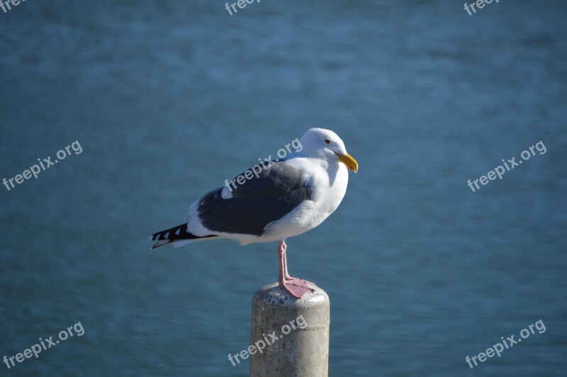 Seagull Ocean Beach Bird Gull