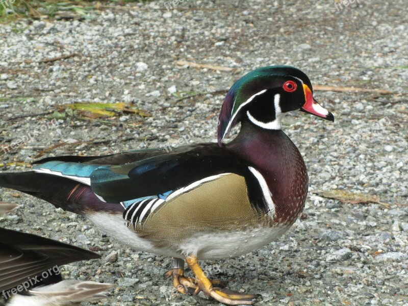 Wood Duck Drake Waterfowl Aix Brown