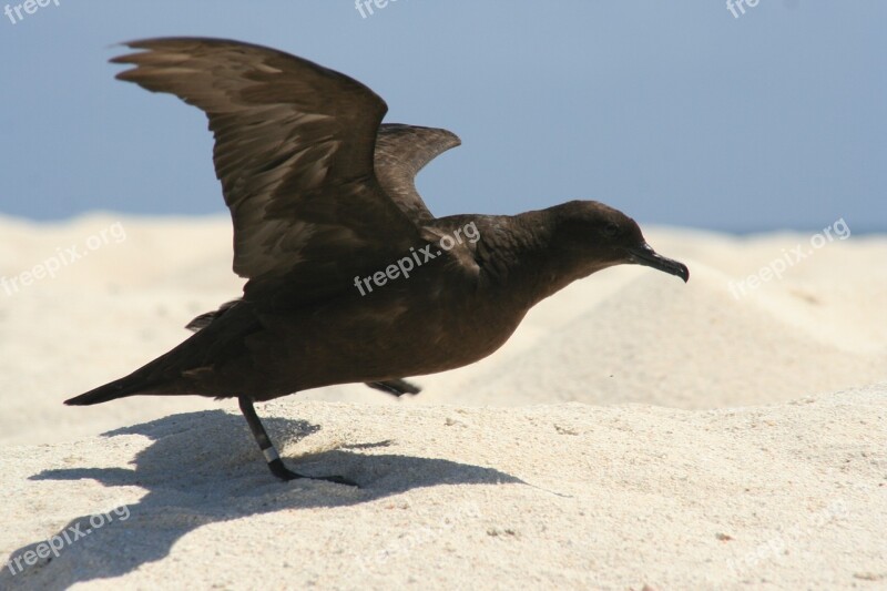 Christamas Shearwater Bird Taking Off Wings Spread Beach