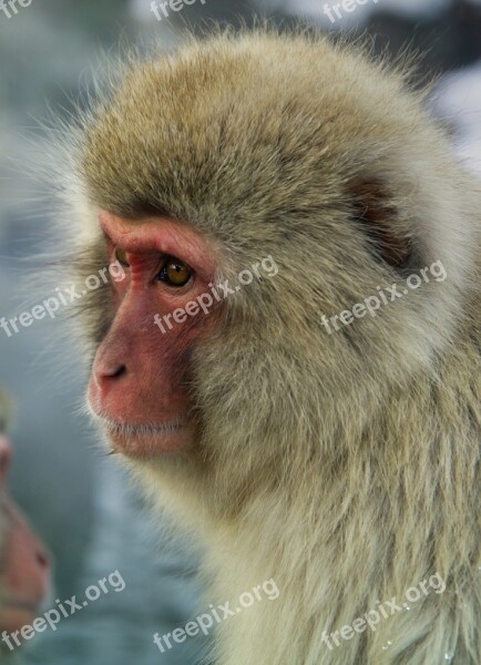 Monkey Japanese Macaque Snow Monkey Close Up Face