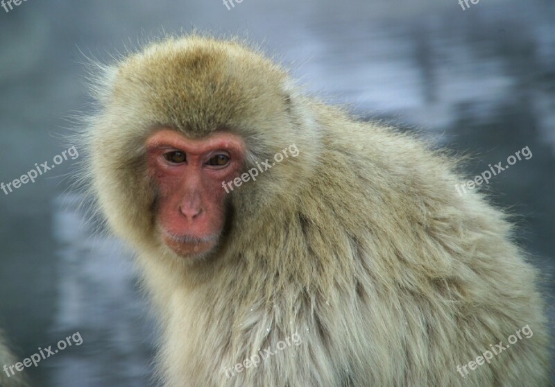 Monkey Japanese Macaque Snow Monkey Nature Primate