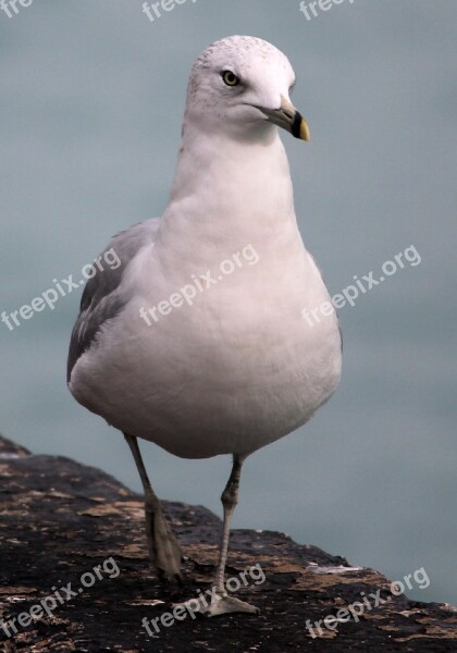 Seagull Bird Walking Pier Water