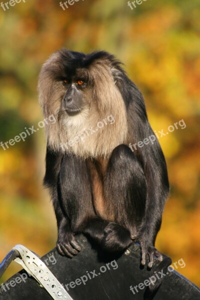 Monkey Lion Tailed Macaque Mammal Sitting Primate