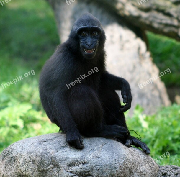 Macaca Monkey Young Macaca Nigra Sitting