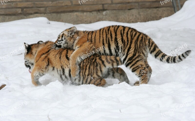 Tiger Playing Snow Big Cats Feline