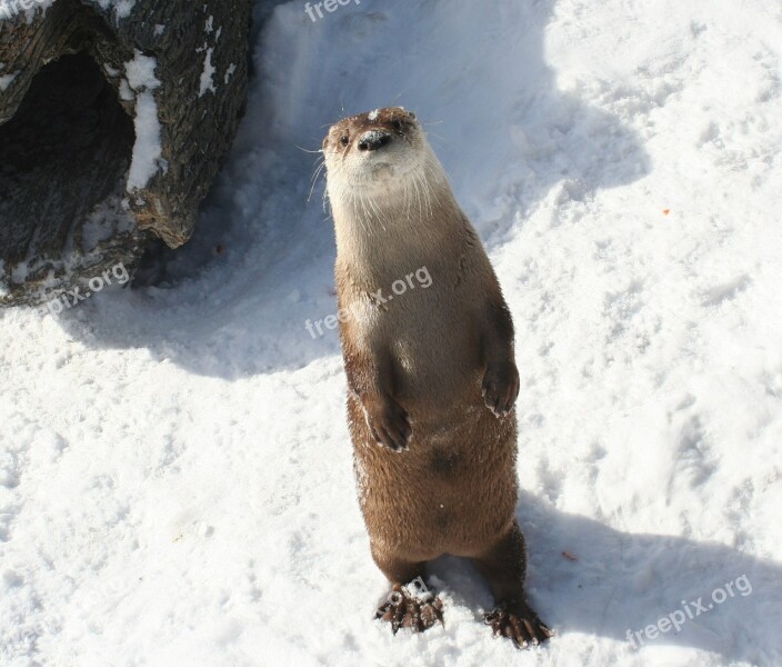 River Otter Standing Snow Wildlife Fur