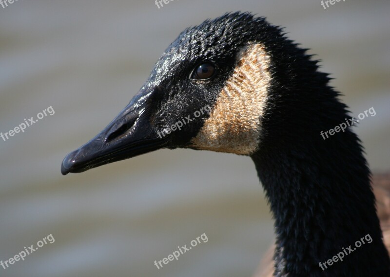 Canadian Goose Close Up Head Profile Portrait