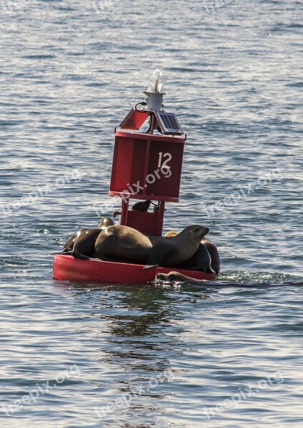 Seal Ocean Animal Nature Water