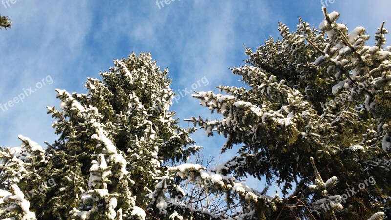 Spruce New Zealand Sky Trees Conifers