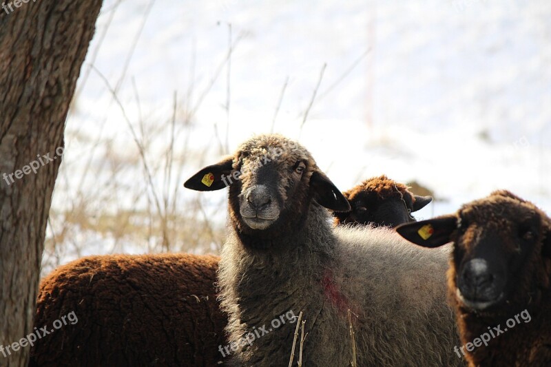 Sheep Animals Sheep Face Black Sheep Free Photos