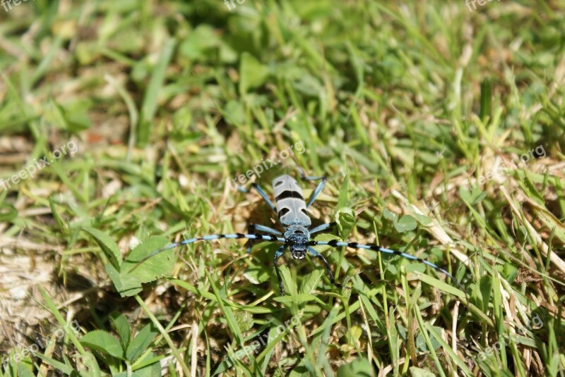 Beetle Bug Rosalia Alpina Free Photos