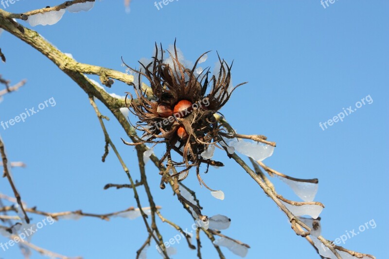 Hazelnut Tree Winter Ice Nut