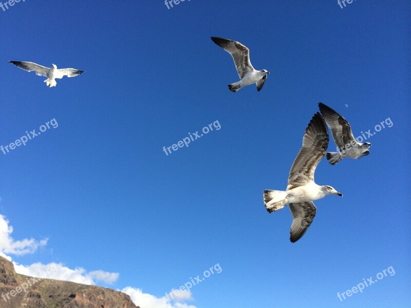 Seagulls Sea Air Seagull Free Photos