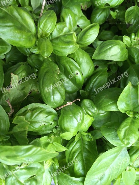 Basil Herbs Green Background Free Photos