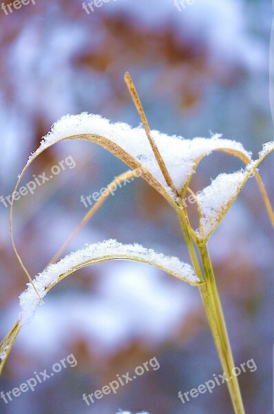 Grass Snow Dry Winter Dry Grass