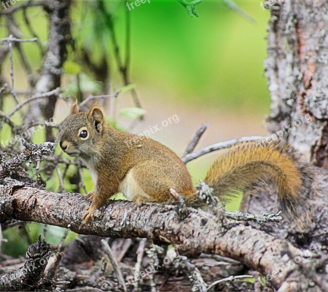 Squirrel Woods Alaska Forest Nature