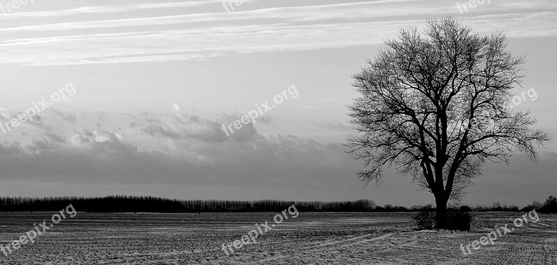 Tree Solitude Field Evening Snow