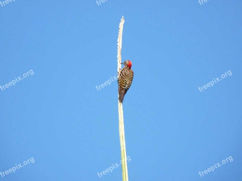 Woodpecker Nature Blue Sky Forest Caribbean