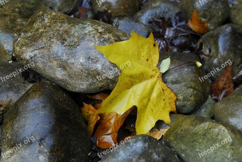 Maple Stones Leaves Leaf Autumn