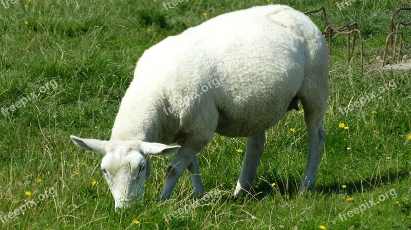 Sheep Animal World Nature Meadow Dike