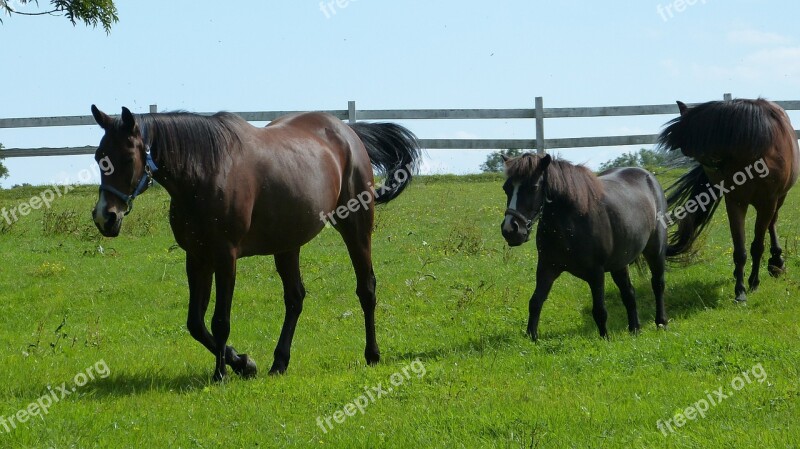 Horses Nature Pasture Animals Foal