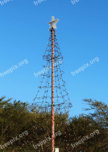 Fir Tree Lights South Africa Christmas Free Photos