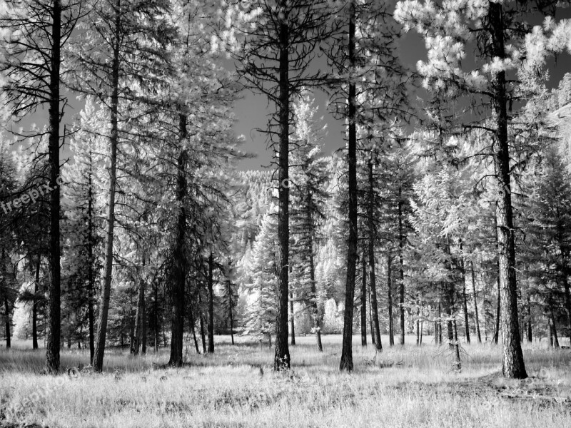 Forest Trees Black And White Landscape Natural