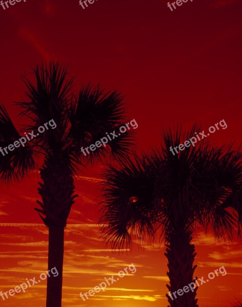 Palm Trees Sunset Dusk Silhouette Sky